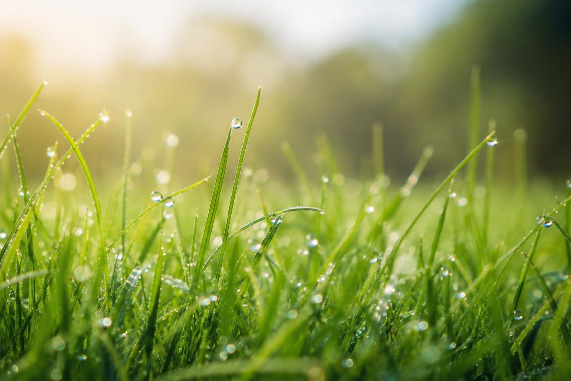 gras inkuilen